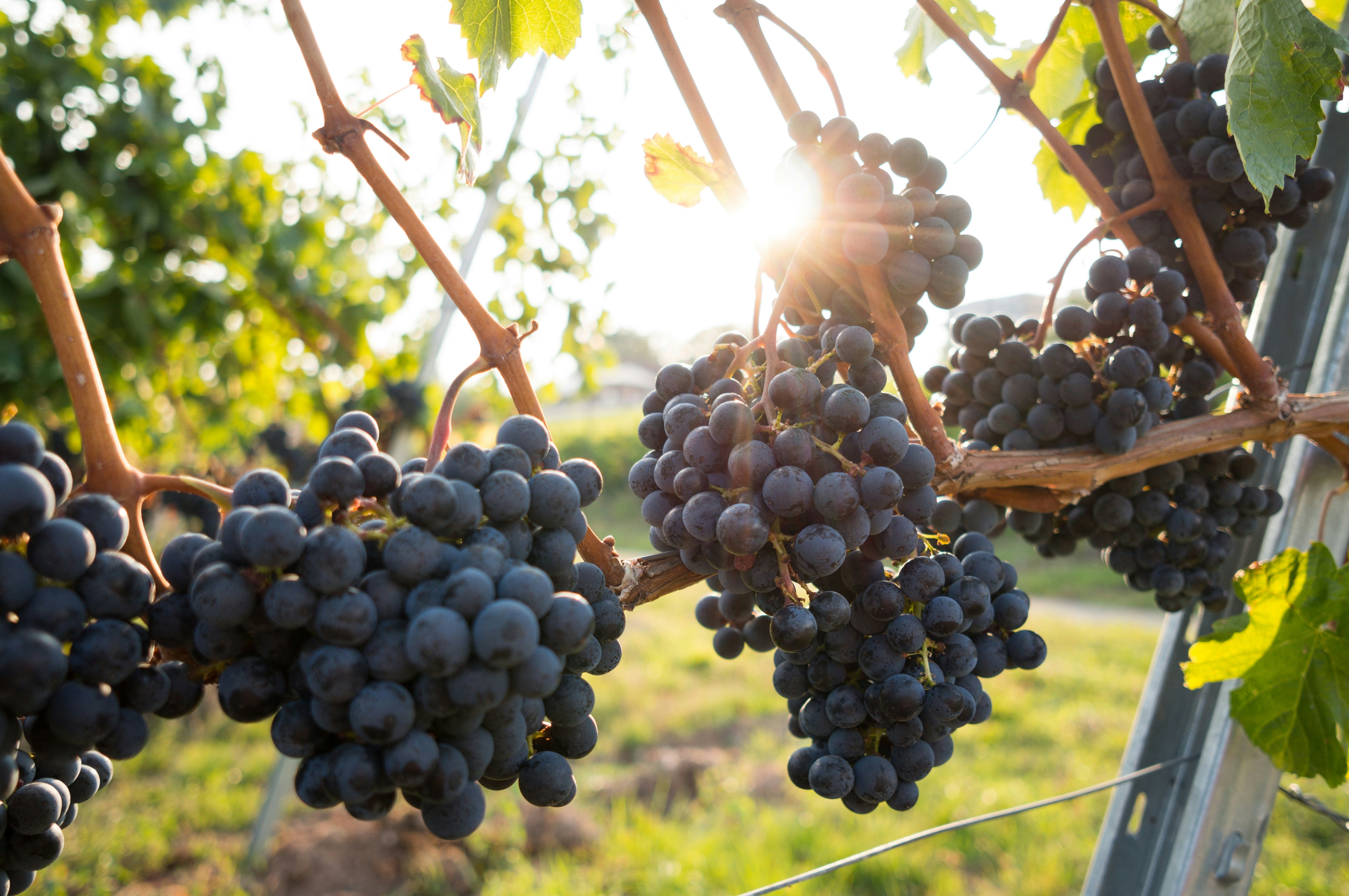 Wine grapes on vine